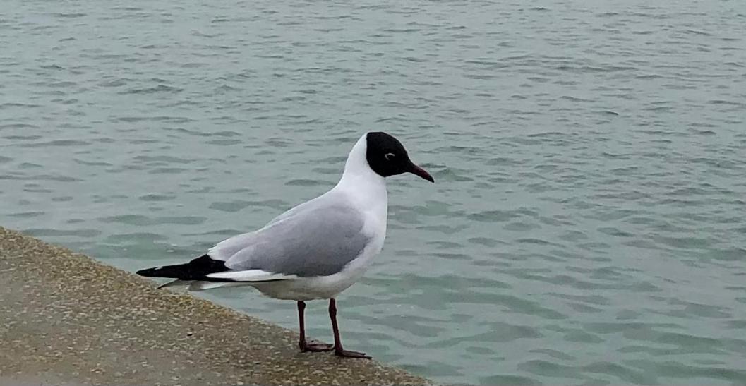 Nuit Insolite Sur Un Voilier Au Coeur De La Rochelle La Rochelle  Exteriör bild